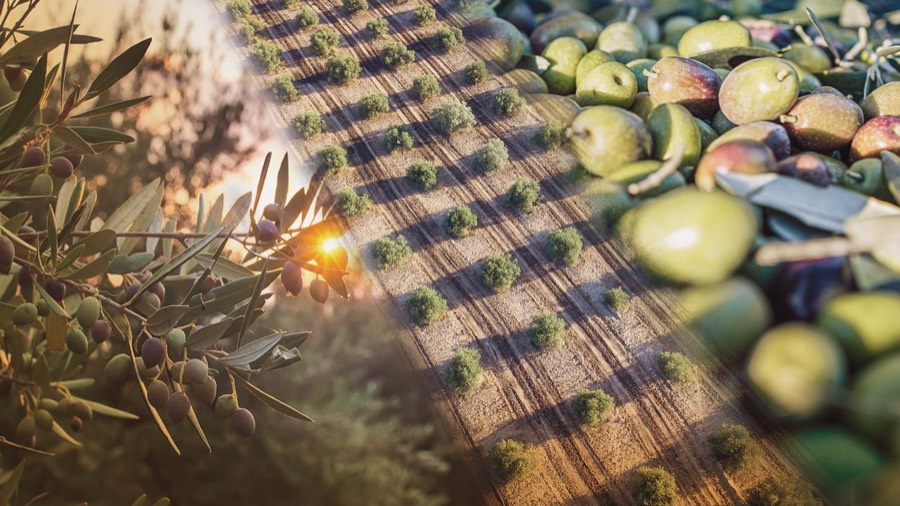 Zeytin hasadı ve zeytin bahçeleri